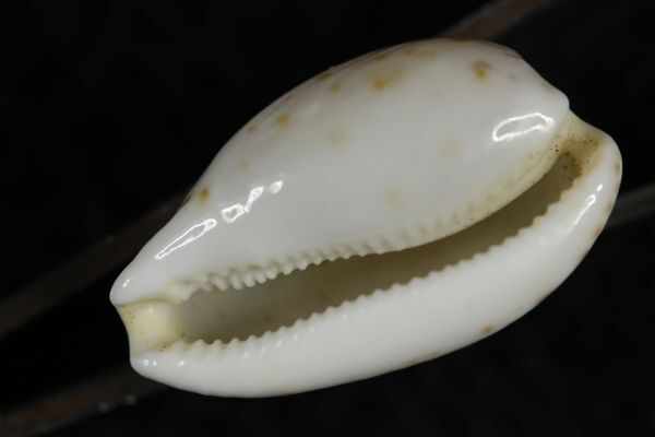 ミヤビダカラ　22.3mm 　タカラガイ　貝標本　貝殻_画像2