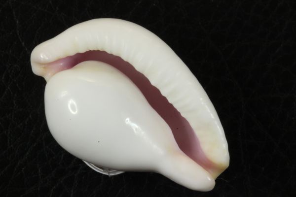 クチムラサキウミウサギ　40.5mm 　タカラガイ　貝標本　貝殻_画像1