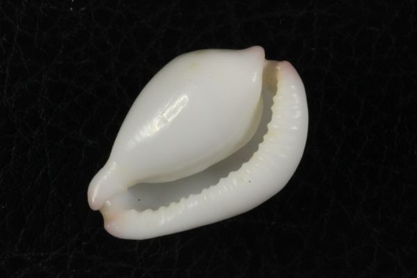 ボタンウミウサギ　27.7mm 　タカラガイ　貝標本　貝殻_画像4