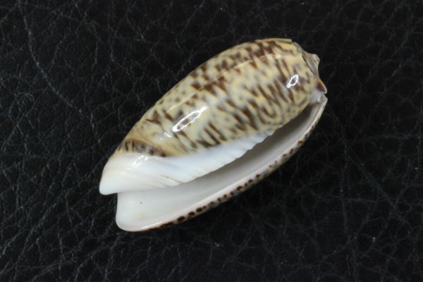 シリタカマクラ 34.3mm 　マクラガイ　貝標本　貝殻_画像2