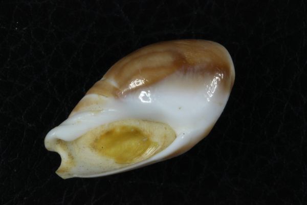 ズングリリュウグウボタル　33.6mm 　貝標本　貝殻_画像3