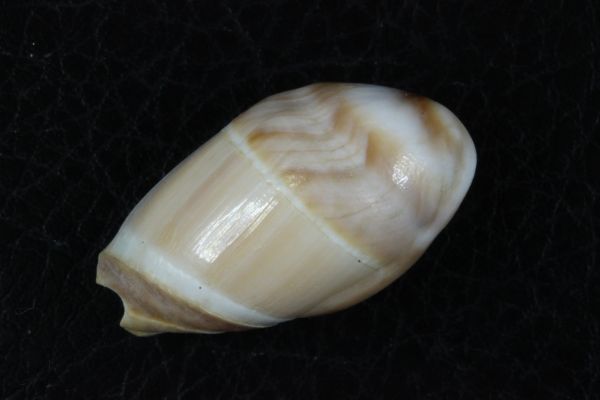 ズングリリュウグウボタル　33.6mm 　貝標本　貝殻_画像2