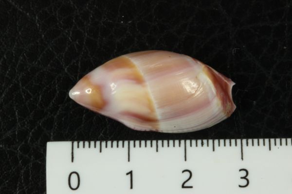 ツシマリュウグウボタル　29.8mm 　貝標本　貝殻_画像5