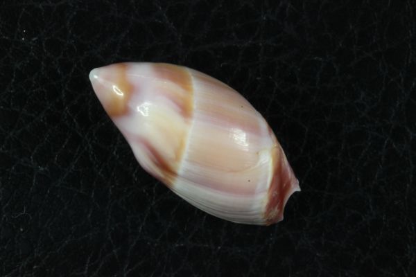 ツシマリュウグウボタル　29.8mm 　貝標本　貝殻_画像1