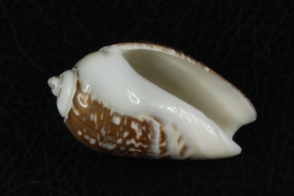ギボシマクラ　46mm 　マクラガイ　貝標本　貝殻_画像3