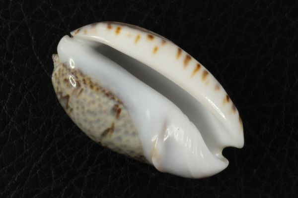 セキトリマクラ　42.2mm 　マクラガイ　貝標本　貝殻_画像3
