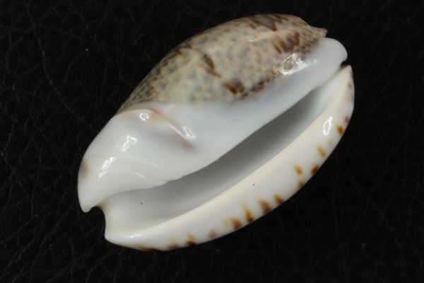 セキトリマクラ　42.2mm 　マクラガイ　貝標本　貝殻_画像2