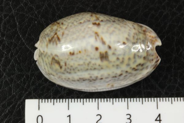 セキトリマクラ　42.2mm 　マクラガイ　貝標本　貝殻_画像5