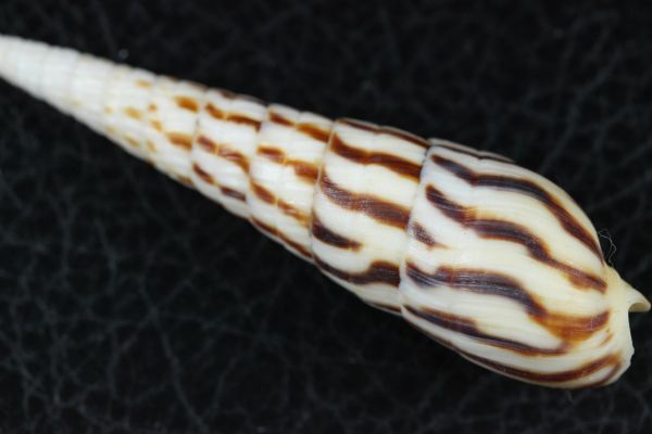 ダイオウシマタケ 　67.2㎜ 　タカラガイ　貝標本　貝殻_画像3