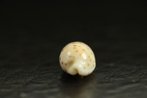ミツオビゴマフダカラ 　9.2㎜ 　タカラガイ　貝標本　貝殻_画像5