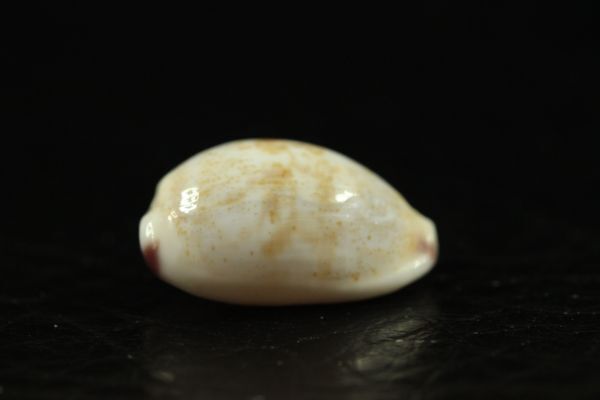 ダーバンツマムラサキメダカラ　16㎜ 　タカラガイ　貝標本　貝殻_画像3