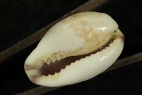 ダーバンツマムラサキメダカラ　16㎜ 　タカラガイ　貝標本　貝殻_画像2