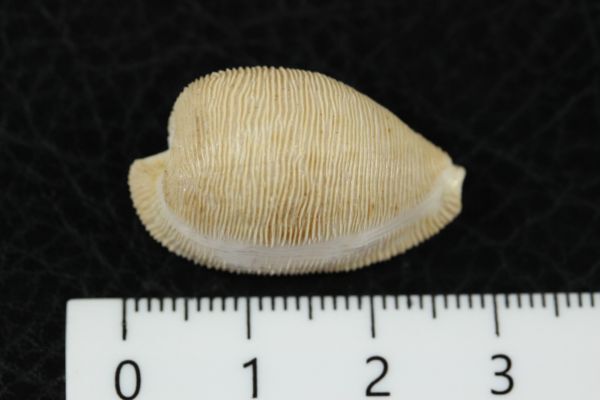 フナシケープダカラ 　27.1㎜ 　タカラガイ　貝標本　貝殻_画像7
