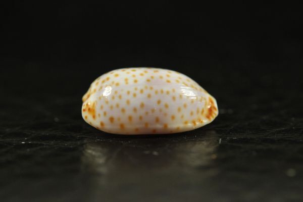 コムラサキダカラ 　12㎜ 　タカラガイ　貝標本　貝殻_画像3