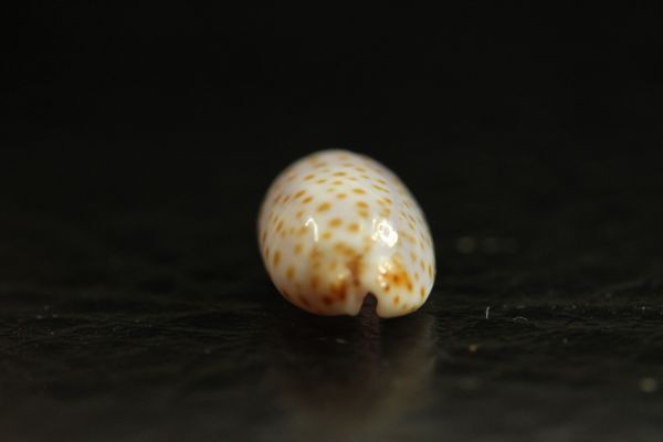 コムラサキダカラ 　12㎜ 　タカラガイ　貝標本　貝殻_画像5