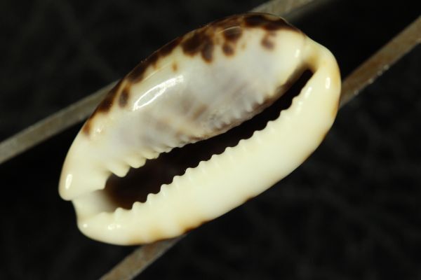 リスタークロダカラ 20.2㎜  タカラガイ 貝標本 貝殻の画像2