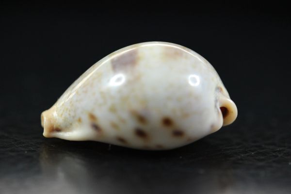 ナシガタダカラ　31.8㎜ 　タカラガイ　貝標本　貝殻_画像4