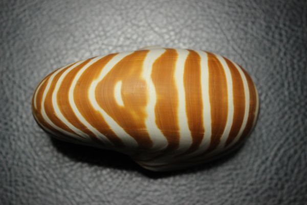 オウムガイ 　112.5 ㎜ 　貝標本　貝殻_画像2