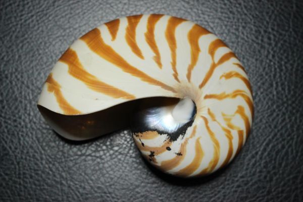 オウムガイ 　112.5 ㎜ 　貝標本　貝殻_画像1