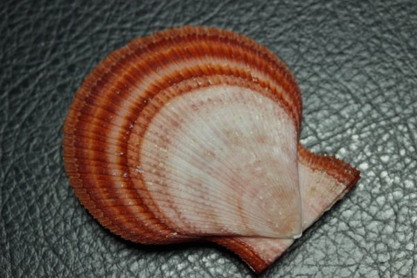 オーロラニシキ  60.7㎜  二枚貝 貝標本 貝殻の画像3