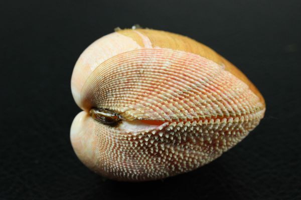キンギョガイ　62.8 ㎜ 　二枚貝　貝標本　貝殻_画像3