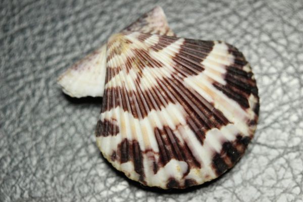 インドナデシコ　 39㎜ 　二枚貝　貝標本　貝殻_画像1
