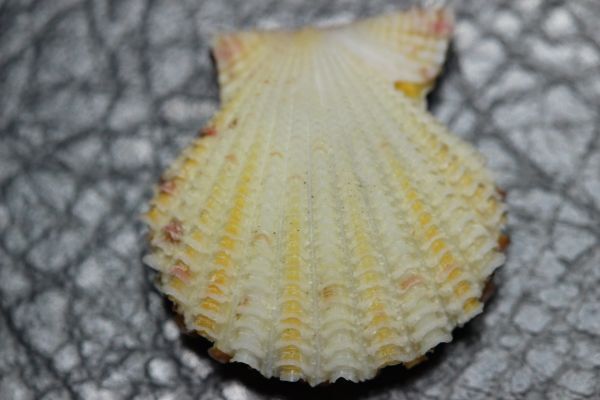 チヒロガイ 21.2㎜  二枚貝 貝標本 貝殻の画像2