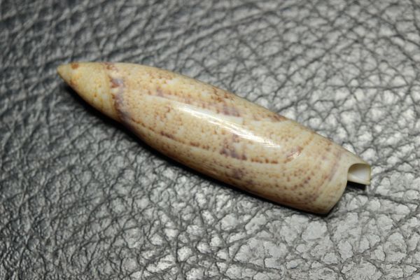 トンボガイ 　47.3㎜ 　タカラガイ　貝標本　貝殻_画像1