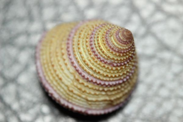 ユビワエビス 　19.5㎜ 　タカラガイ　貝標本　貝殻_画像3