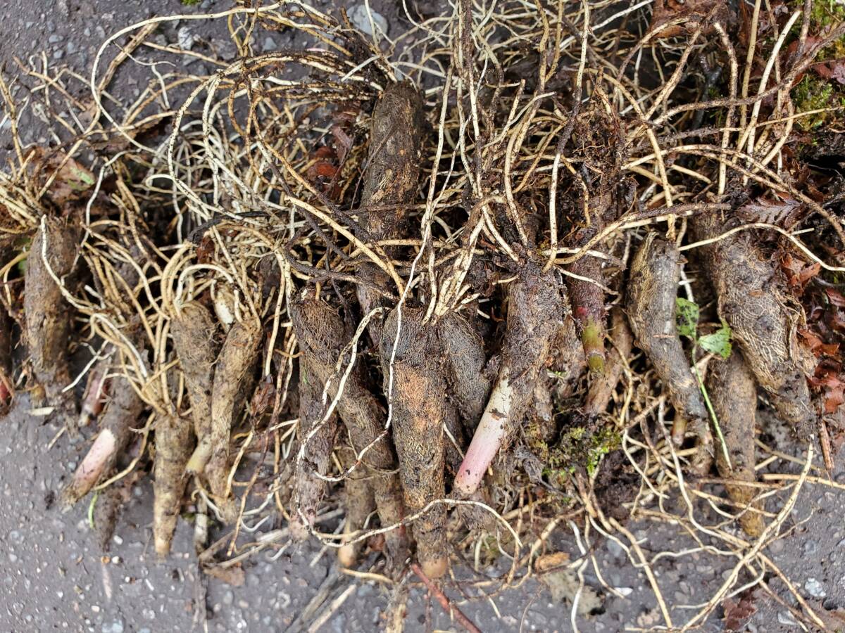 北海道産　行者にんにく　中苗25本_画像1