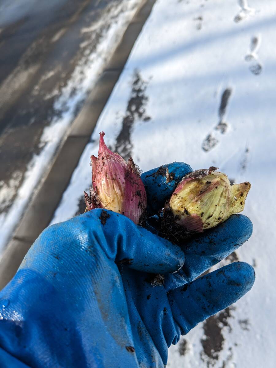 北海道産　ふきのとう（つぼみ）1キロ_画像2