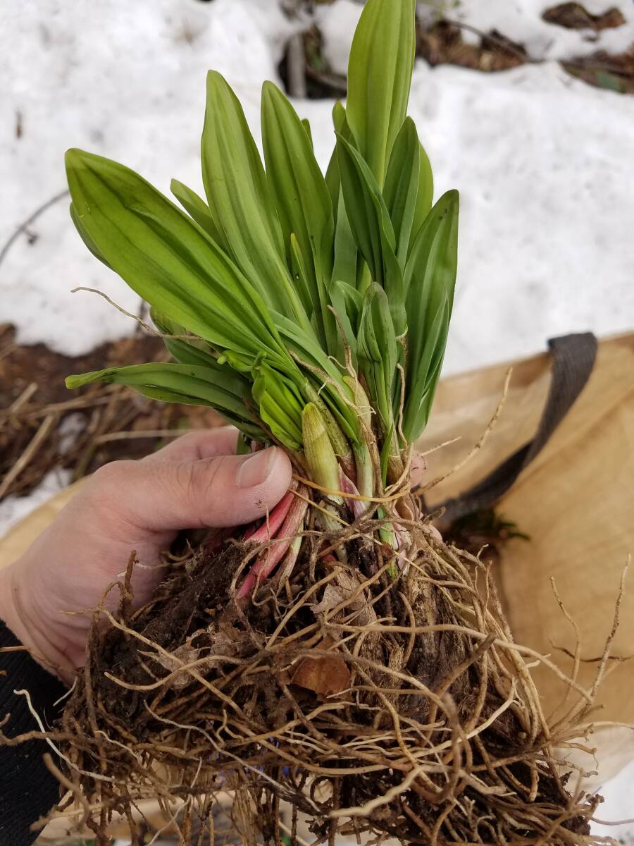 北海道産 行者にんにく 食べれる春苗 （大）10本の画像1