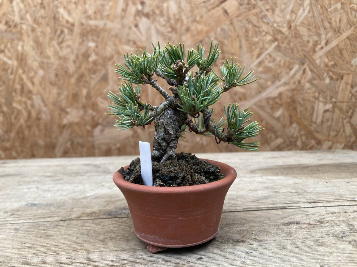  shining star connection tree mini bonsai 