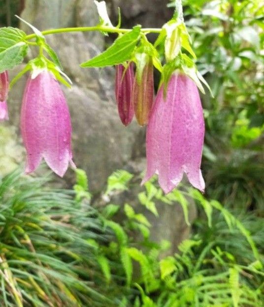 ヤマホタルブクロ　山野草　小苗　抜き苗