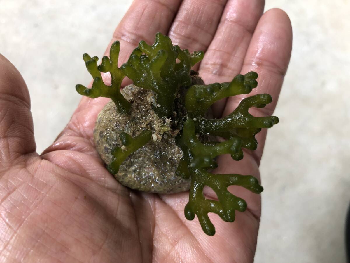 緑藻 モツレミル 岩付（マリンプランツ）sp4の画像1