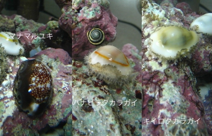 綺麗な タカラガイ（2種 8匹セット） 沖縄よりお届け（st2）の画像2