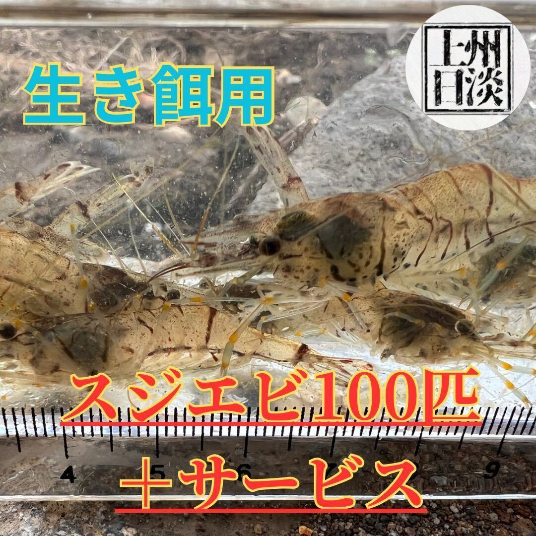 [ Gunma префектура производство ] * волокно креветка *100 шт комплект + число шт сервис сырой приманка для .. для день . аквариум 