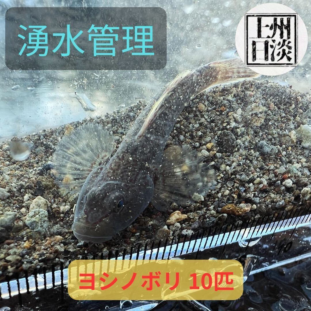 [群馬県産] [湧水かけ流し] ヨシノボリ 10匹セット+1匹サービス 日淡 アクアリウム 天然個体_画像1