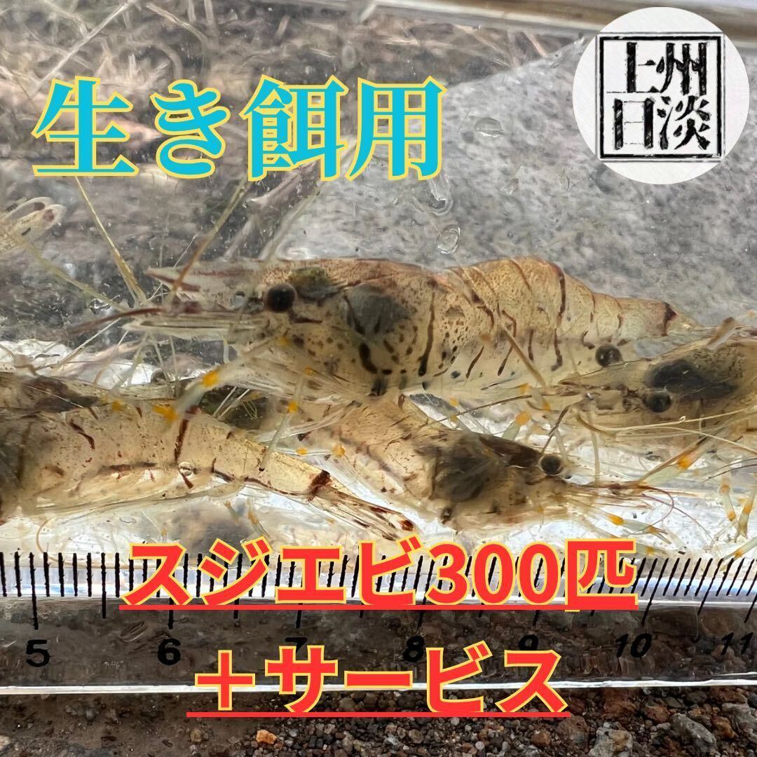 [群馬県産] ★スジエビ★300匹セット＋数匹サービス 生餌用 観賞用 日淡 アクアリウム_画像1