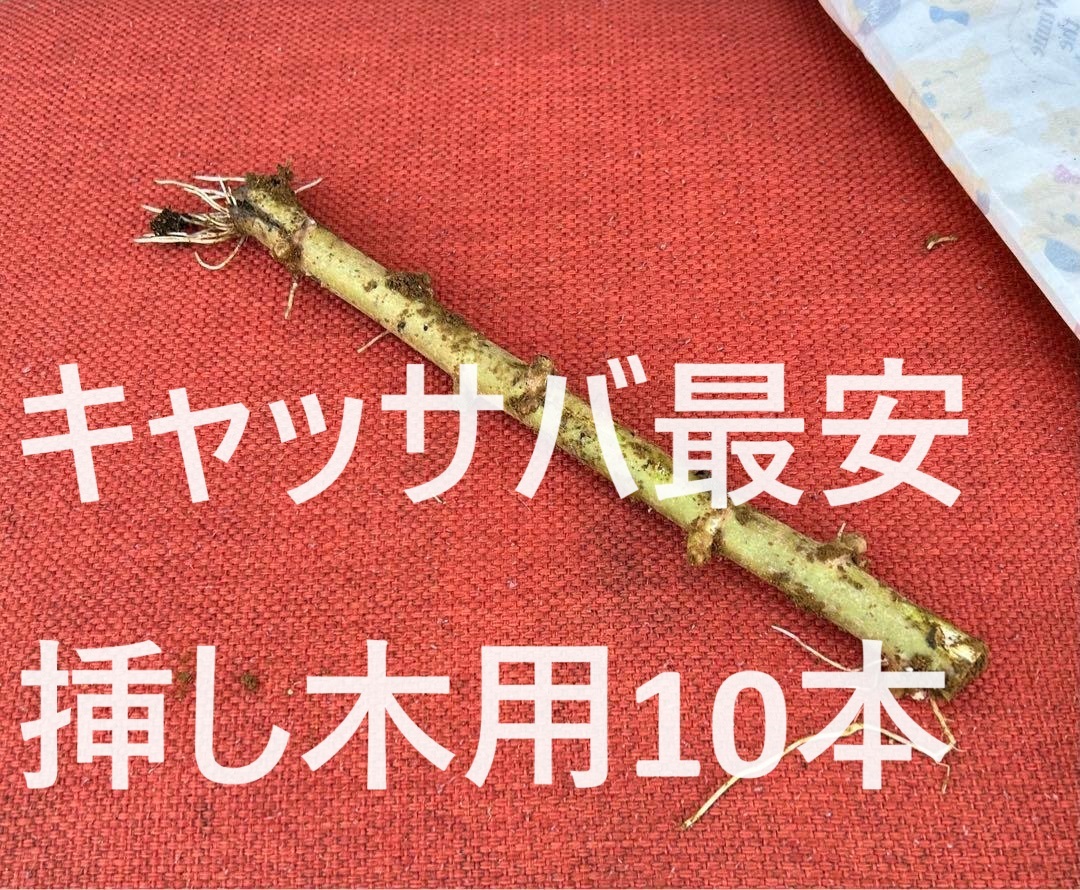 最安値です。◆キャッサバ　挿し木若枝10本ｘ10cm■耐寒性強い特別な品種！相葉マナブ絶賛・甘味種。キャッサバ苗、タピオカ、マンジョッカ_画像1