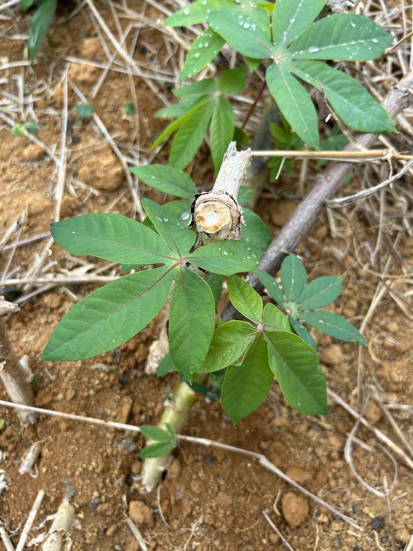 キャッサバ、発根済みの根と枝、挿し木枝、60サイズ箱ぎゅう詰め◆キャッサバ苗・甘味種◆キャッサバ芋、タピオカ、マンジョッカ、限定品