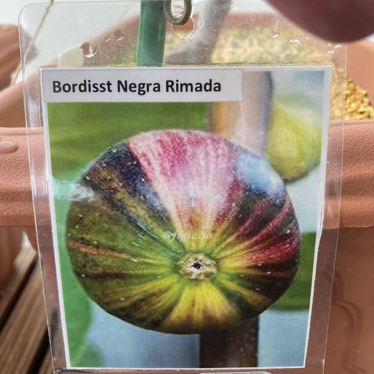 イチジク　レア品種　挿木用穂木　Bordissot negra rimada No.5_画像1