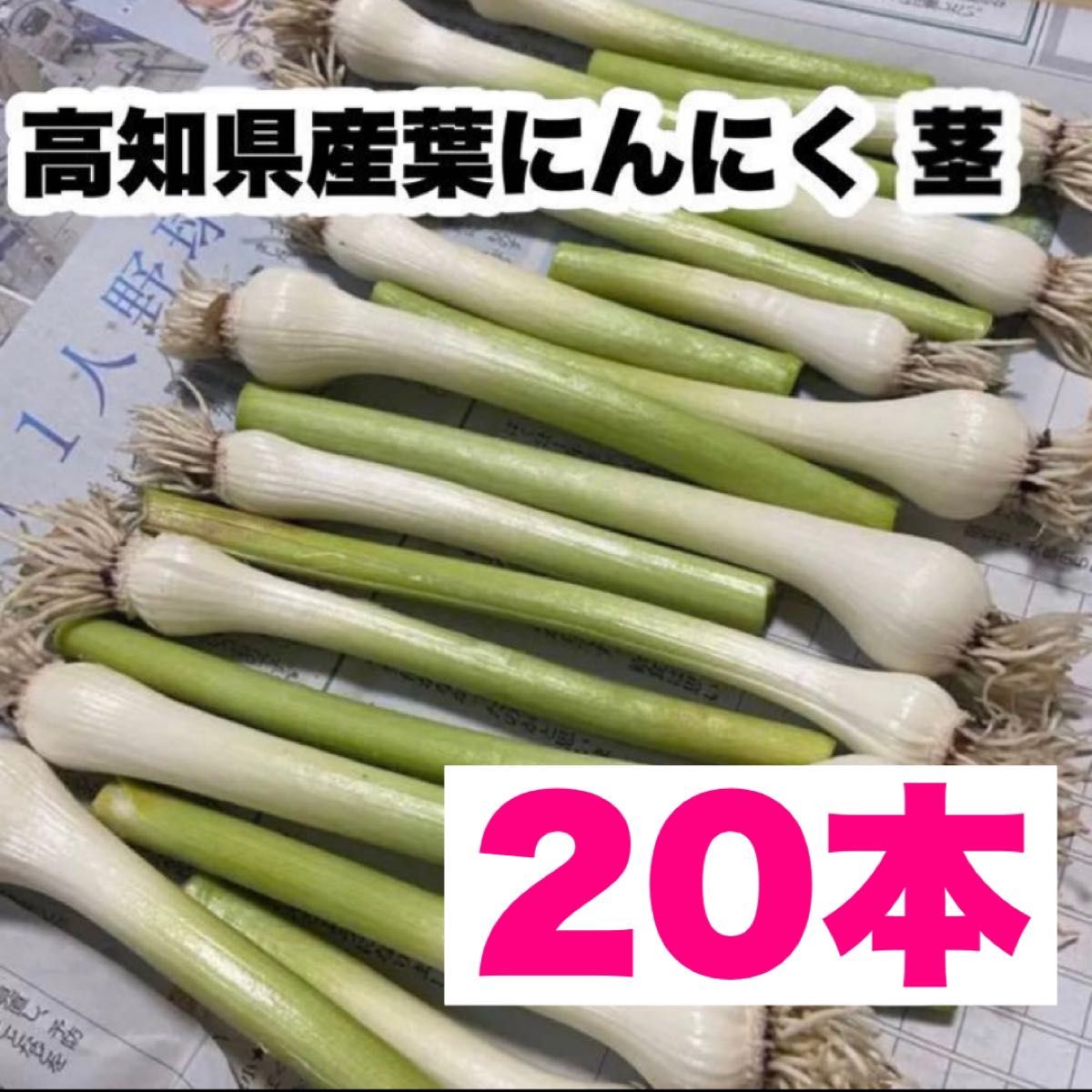 【農家直送】茎 高知県特産 葉ニンニク 茎 20本 即購入OK xja1