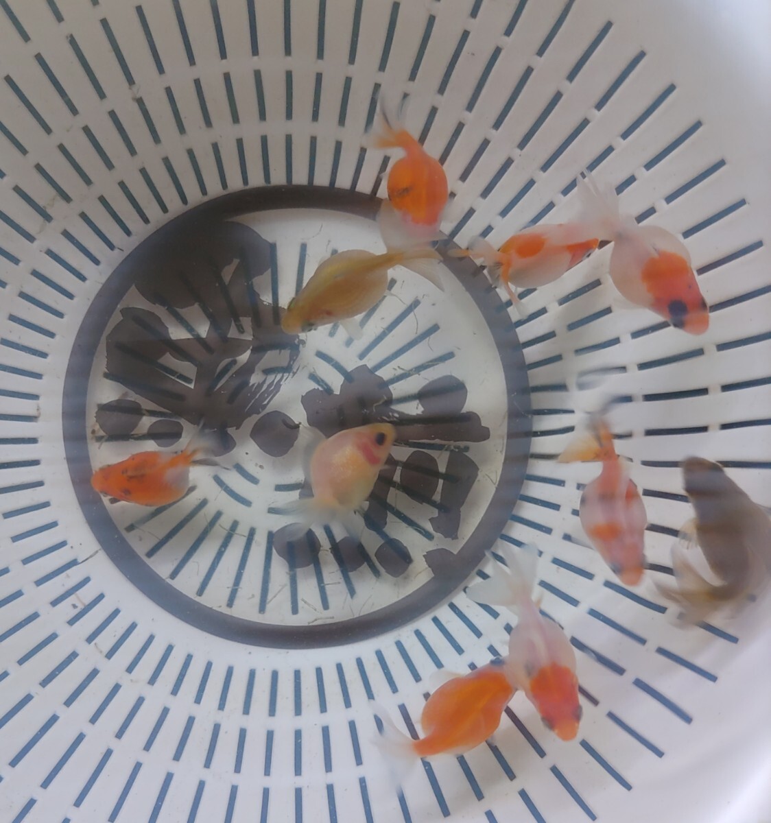 【魚煎】国産ピンポンパール10匹自家繁殖まん丸◯ぷりぷり★A_画像1