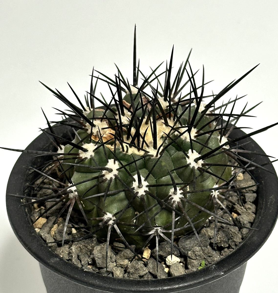 山木 現地球 コピアポア シネレア 黒王丸 copiapoa cinerea 特大カキコ 傷跡あり サボテン 多肉植物の画像1