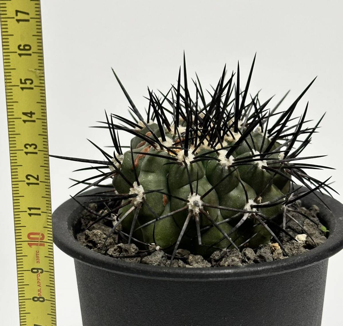 山木 現地球 コピアポア シネレア 黒王丸 copiapoa cinerea 特大カキコ 傷跡あり サボテン 多肉植物の画像5