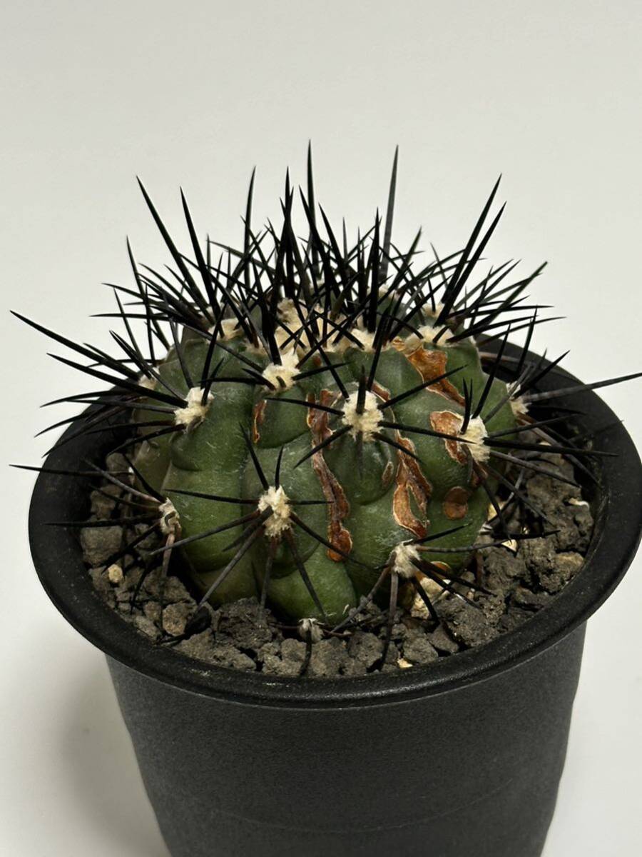 山木 現地球 コピアポア シネレア 黒王丸 copiapoa cinerea 特大カキコ 傷跡あり サボテン 多肉植物の画像2