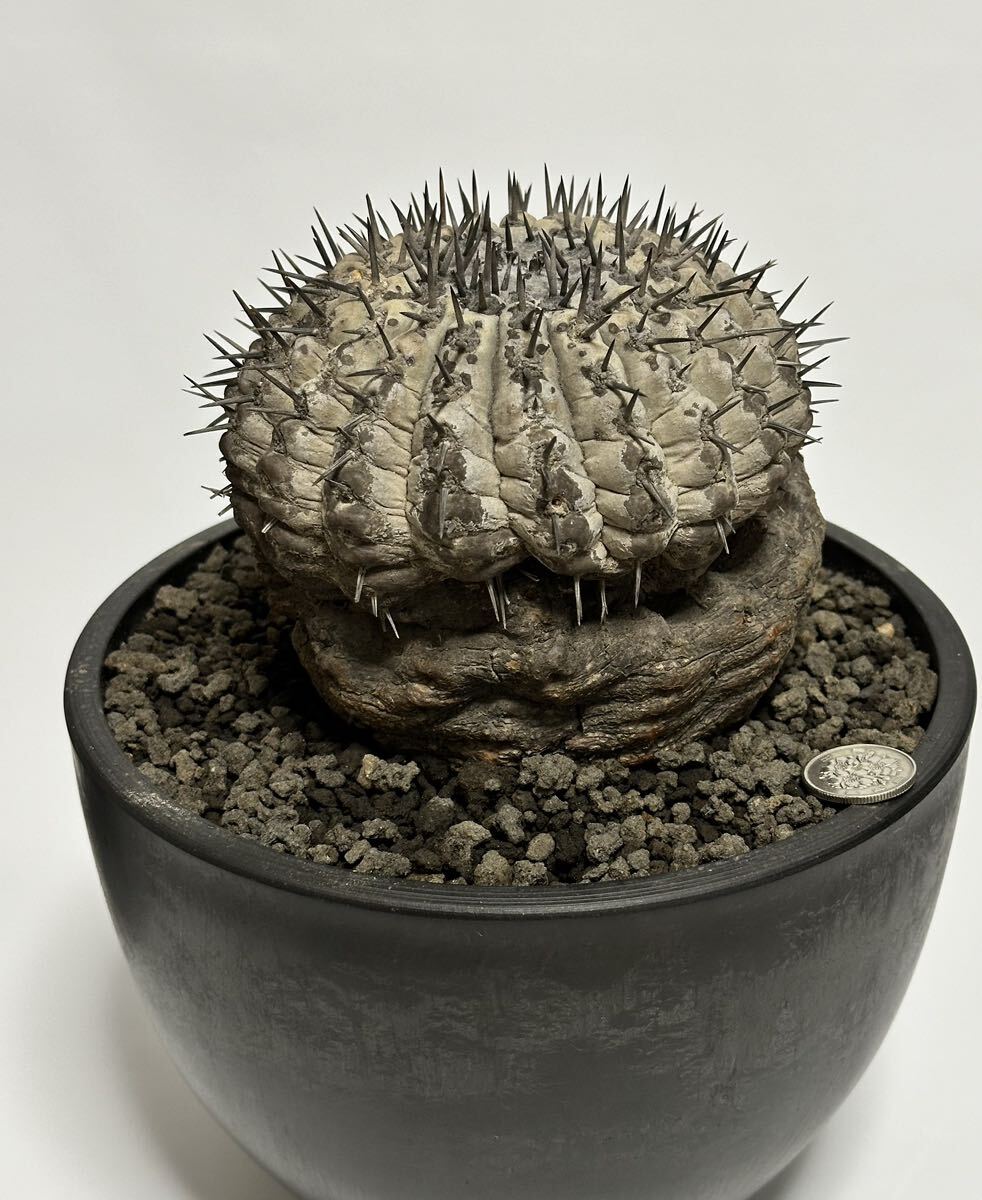 copiapoa cinerea コピアポア シネレア 黒王丸 現地球 山木 自根 大株 強刺 ワイルド株 サボテン 多肉植物 グレー肌 の画像5