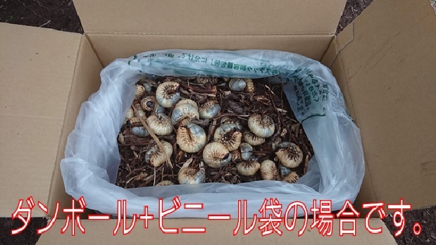 カブトムシの幼虫 200匹+4匹 浜松市天竜川 河川敷原産の画像10