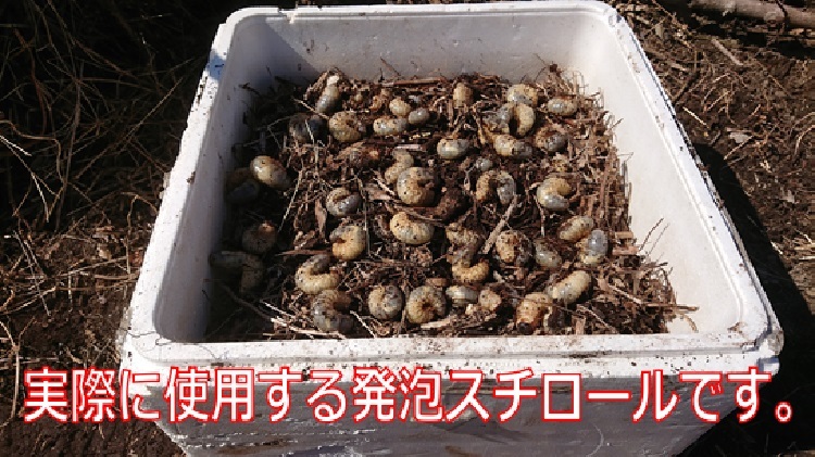 カブトムシの幼虫 200匹+4匹 浜松市天竜川 河川敷原産の画像9